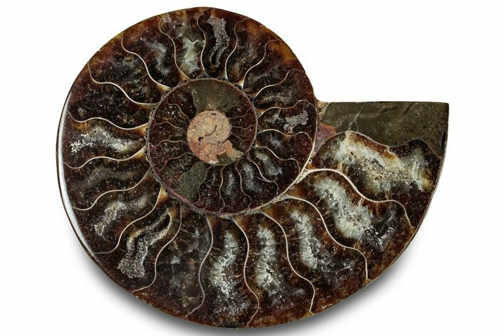 Cut & Polished Ammonite Fossil (Half) - Madagascar #323299